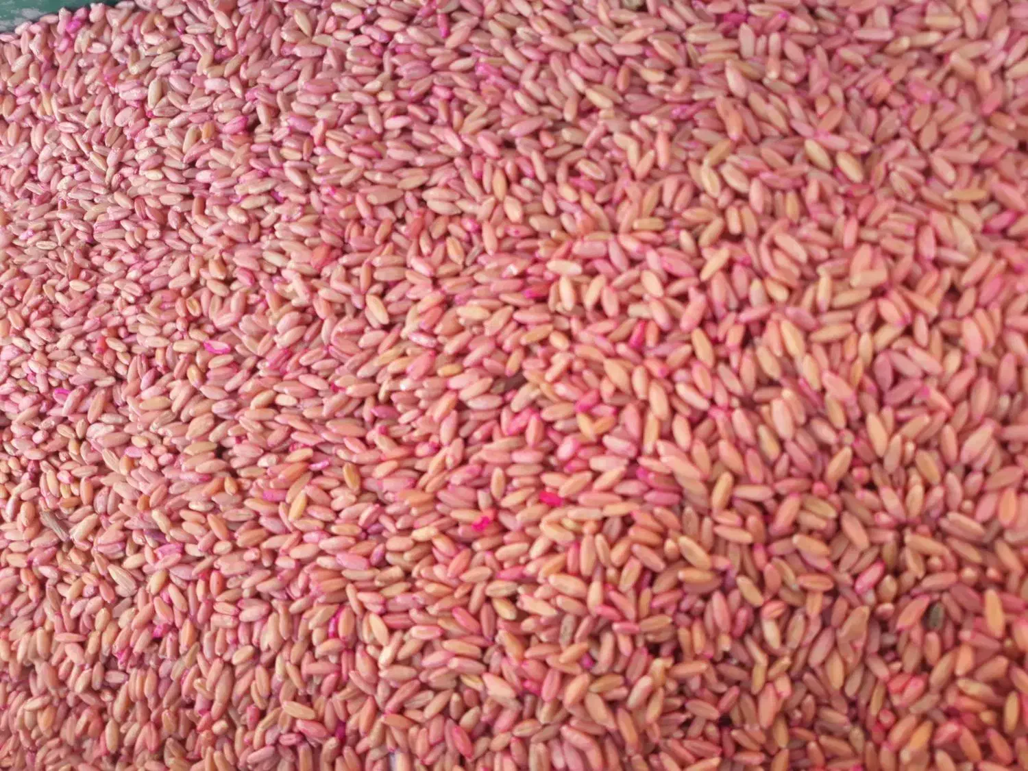 فروش بذرگندم سردار/بوجاری شده|خدمات باغبانی و درختکاری|میانه, |دیوار