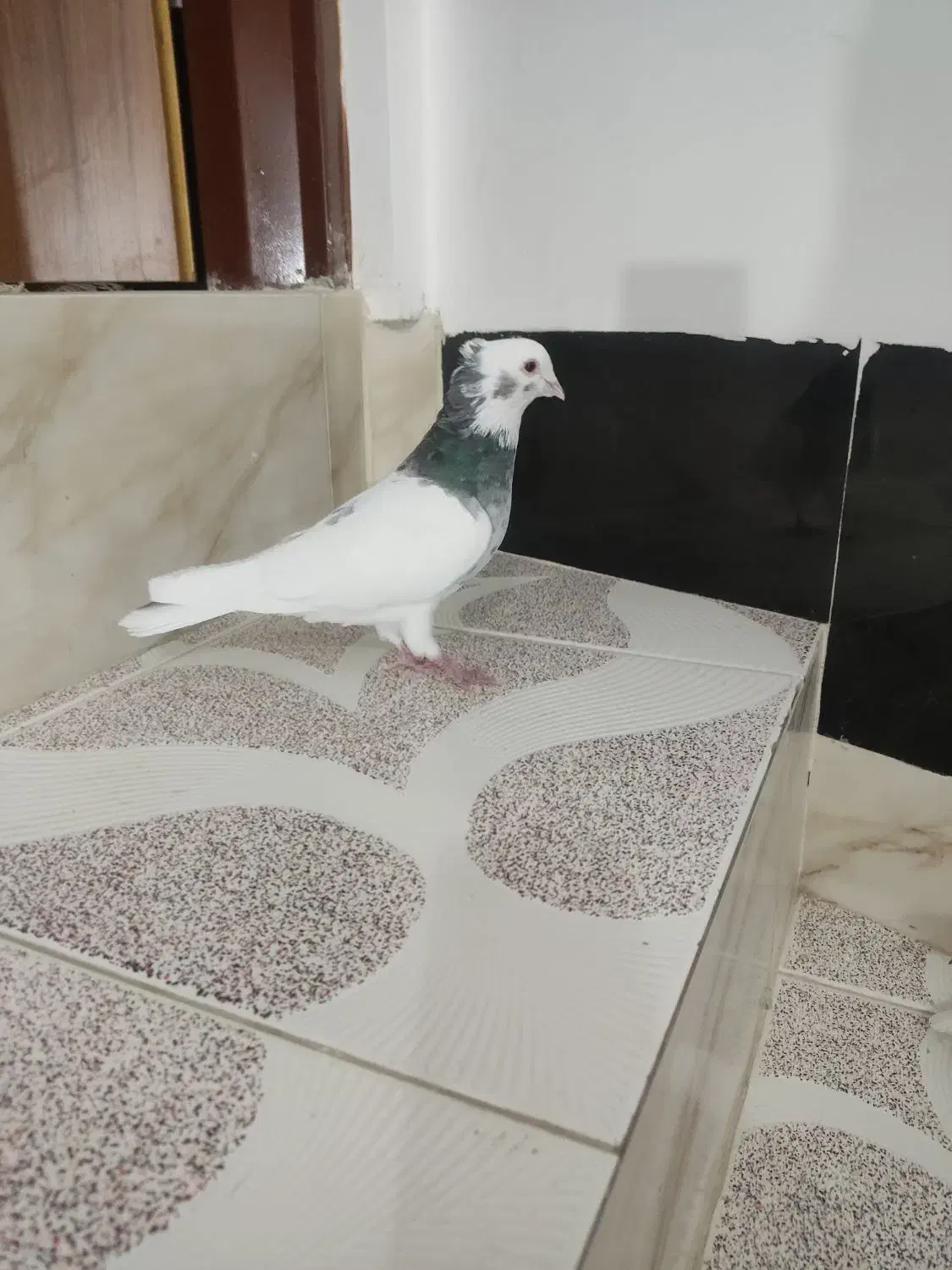 طوقی خوشرنگ دمبی|پرنده|مبارکه, |دیوار