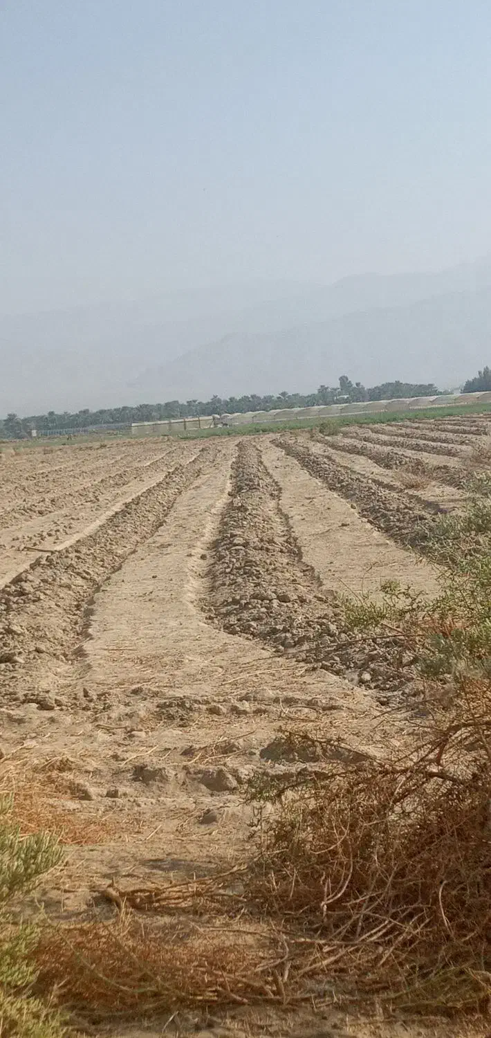 نیم هکتار زمین کشاورزی در دهنو املاک با آب کافی|فروش دفتر صنعتی، کشاورزی، تجاری|جیرفت, |دیوار