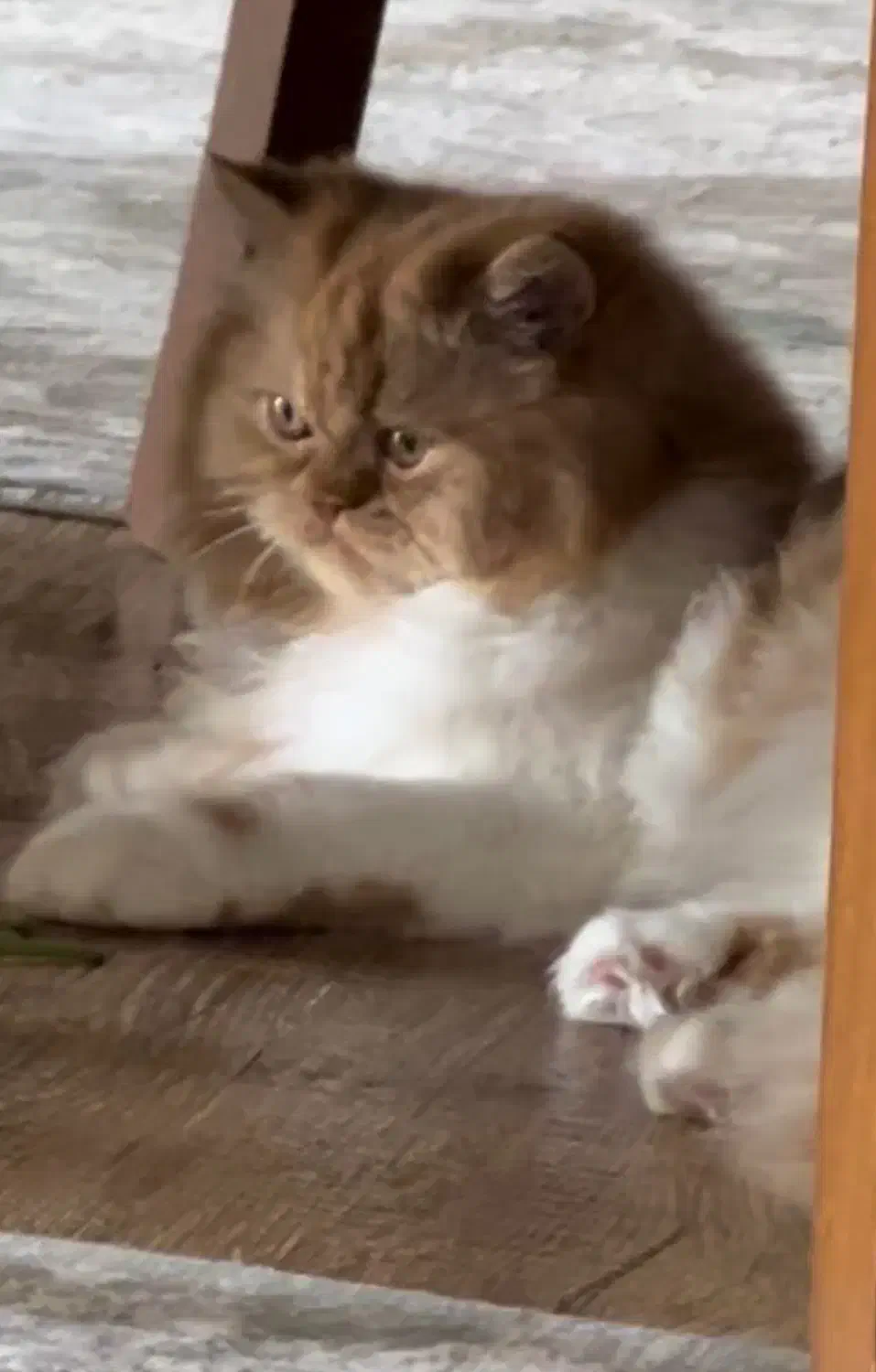 پرشین کت بایکالر|گربه|شیراز, ارم|دیوار