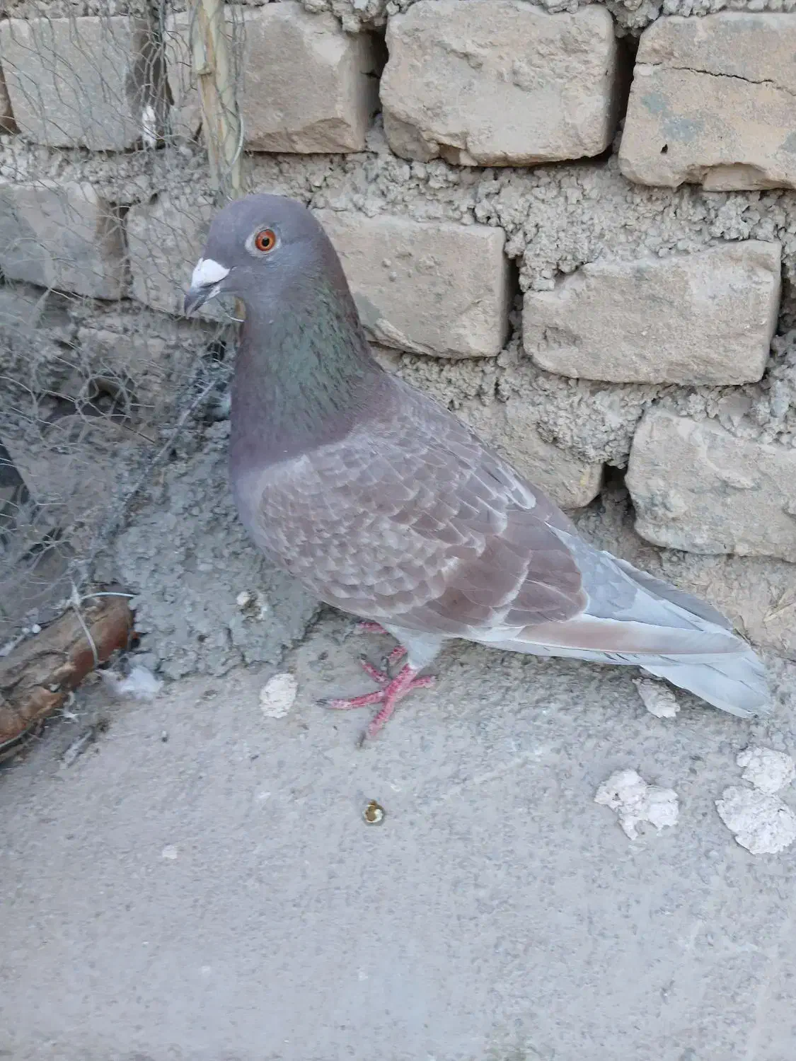 کفتر پلاکی|پرنده|اردکان, |دیوار