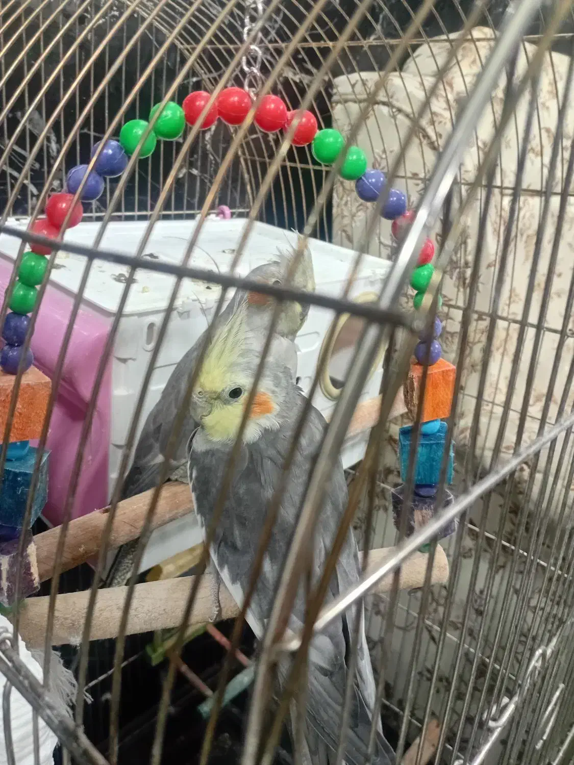 عروس هلندی نر|پرنده|کرمانشاه, |دیوار