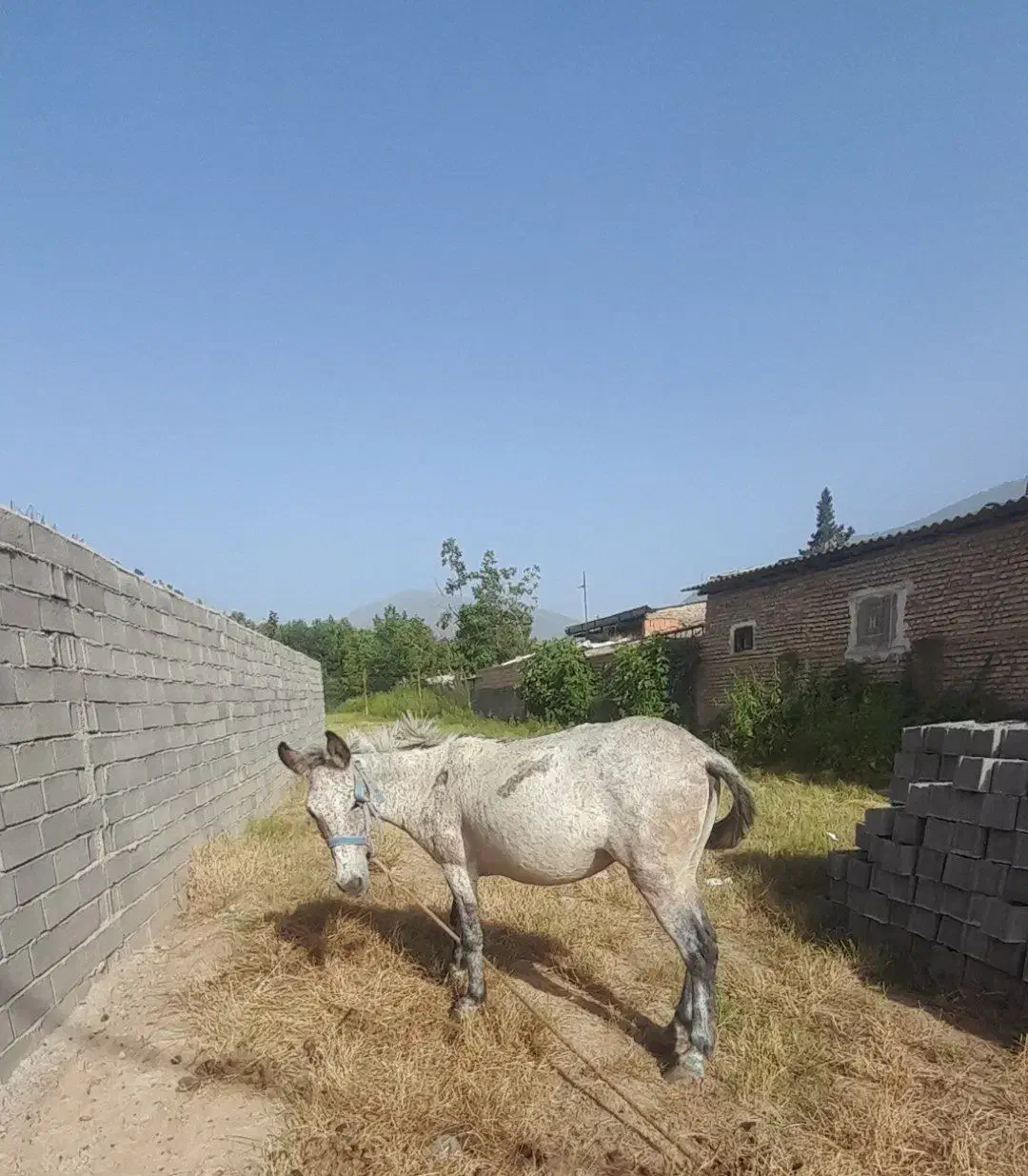 قاطر|حیوانات مزرعه|علی‌آباد کتول, |دیوار