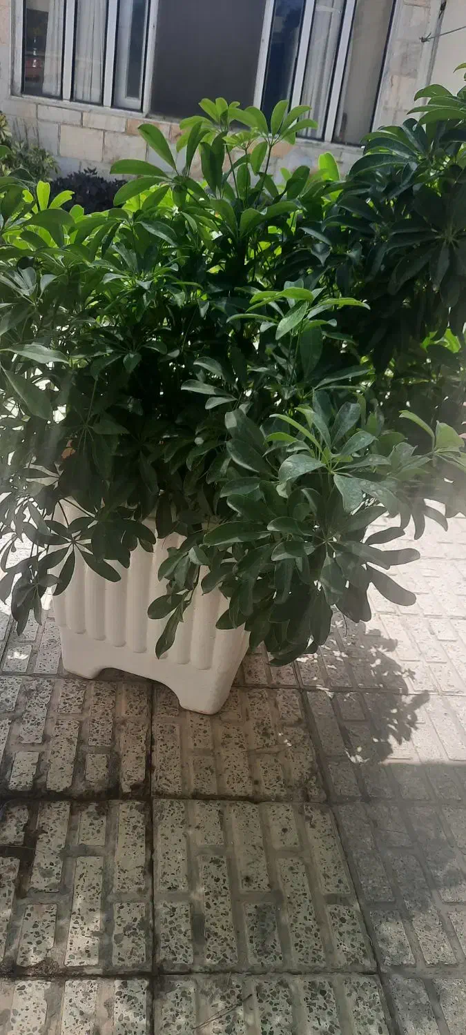 گل طبیعی با گلدان|گل و گیاه طبیعی|شهریار, شهریار|دیوار