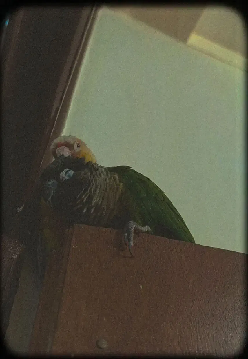 طوطی گرینچیک|پرنده|کوهبنان, |دیوار