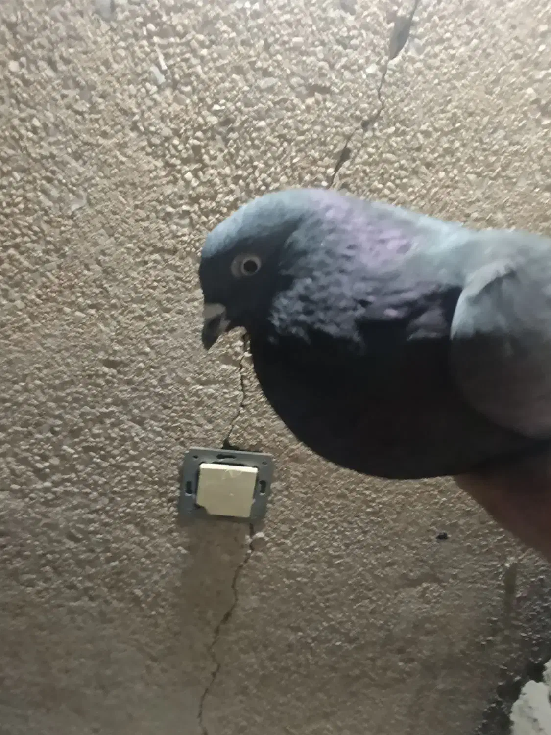 کبوتر پرشی|پرنده|فولادشهر, فولادشهر|دیوار