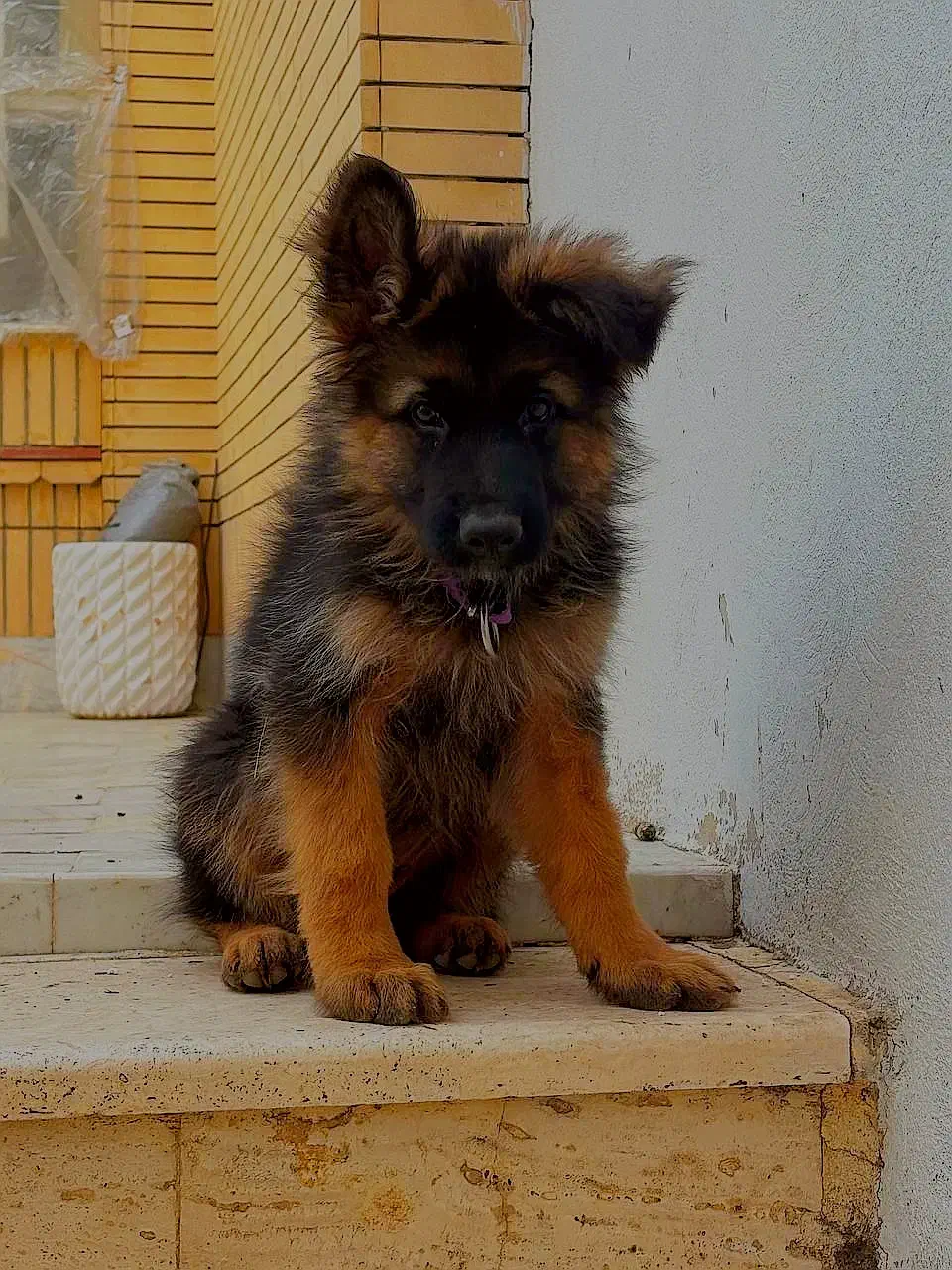 ژرمن شولاین مو بلد 3ماهه|سگ|نیشابور, هفده شهریور|دیوار