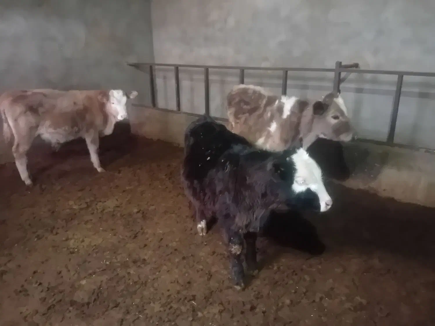 6راس سیمیتال درجه یک|حیوانات مزرعه|رامند, |دیوار