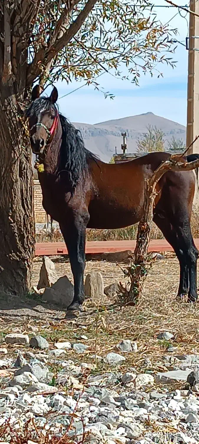 اسب نر|اسب و تجهیزات اسبسواری|سیلوانه, |دیوار