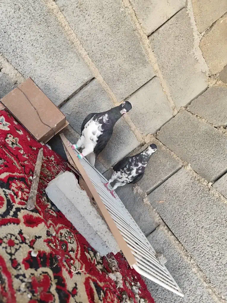 کبوتر|پرنده|زرین دشت (فارس), |دیوار