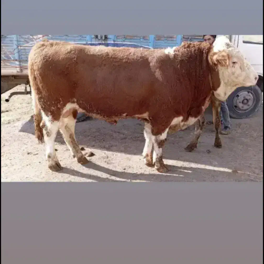 شیری.تلیسه.جوانه.ریز|حیوانات مزرعه|طبس, |دیوار