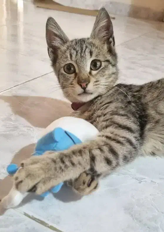 واگذاری رایگان|گربه|گرگان, |دیوار