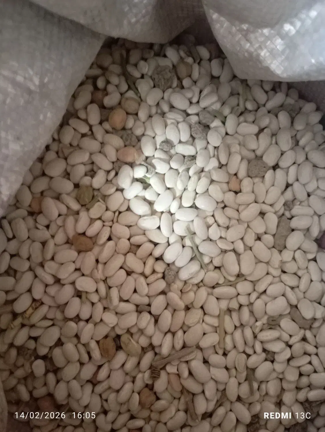 لوبیا سفید|حراج|الیگودرز, |دیوار