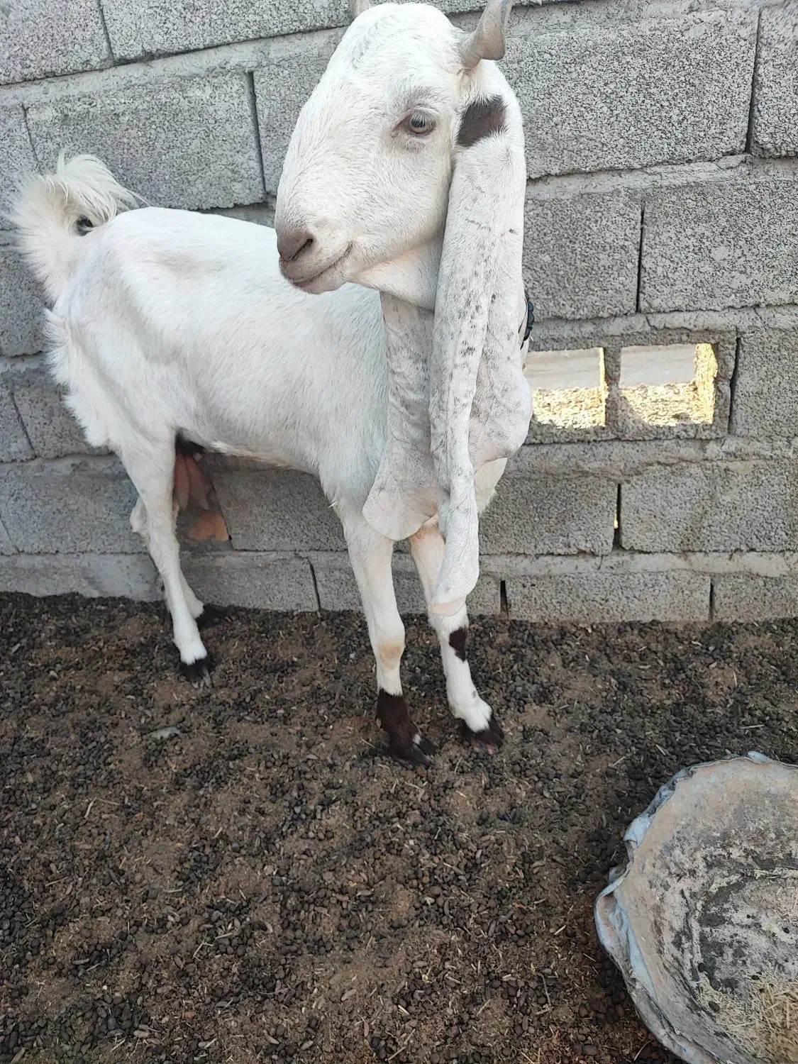 بز اصل گلابی گوش پنجاه سانت|حیوانات مزرعه|ایرانشهر, |دیوار