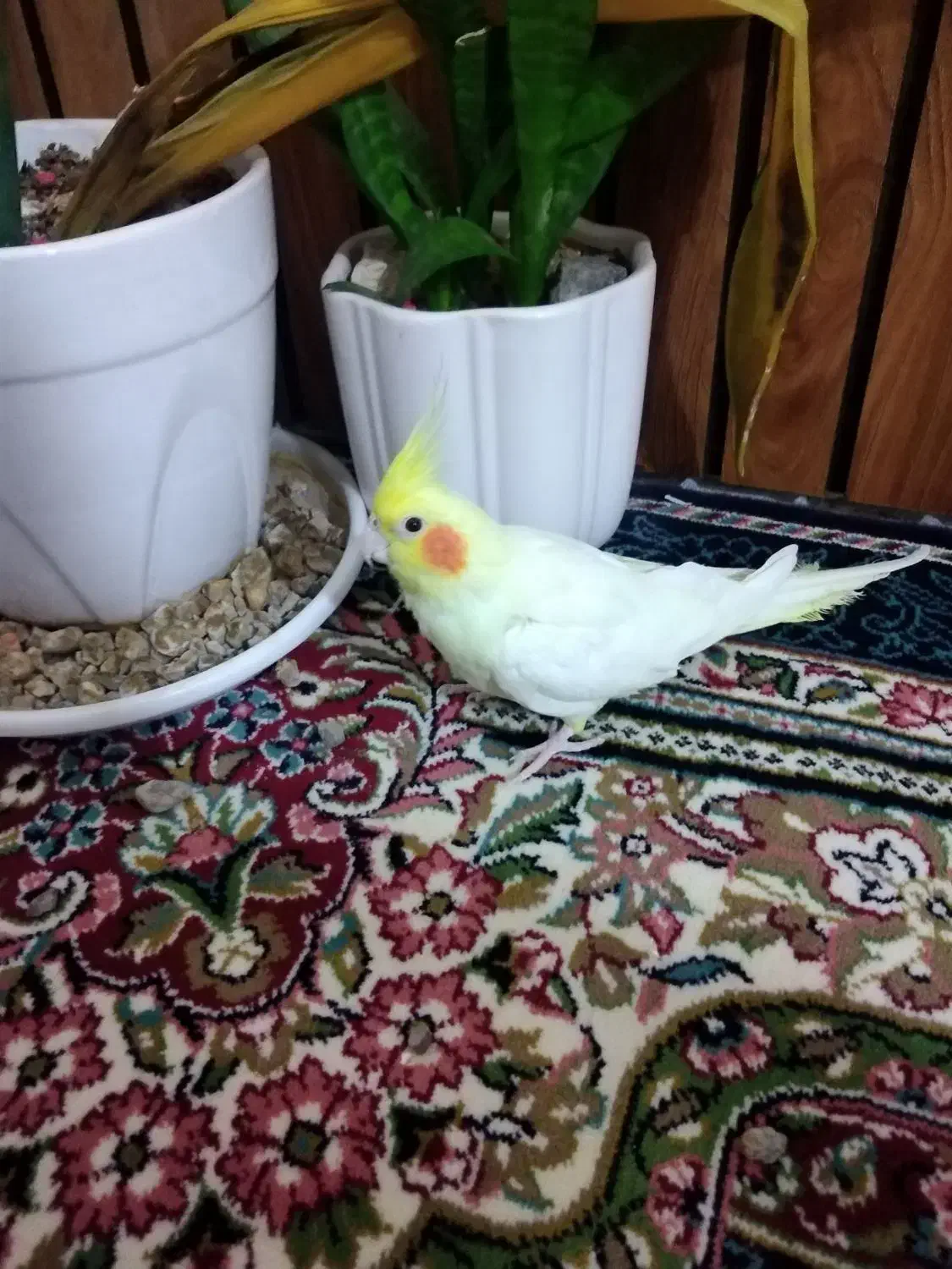 عروس هلندی|پرنده|سبزوار, هویزه|دیوار