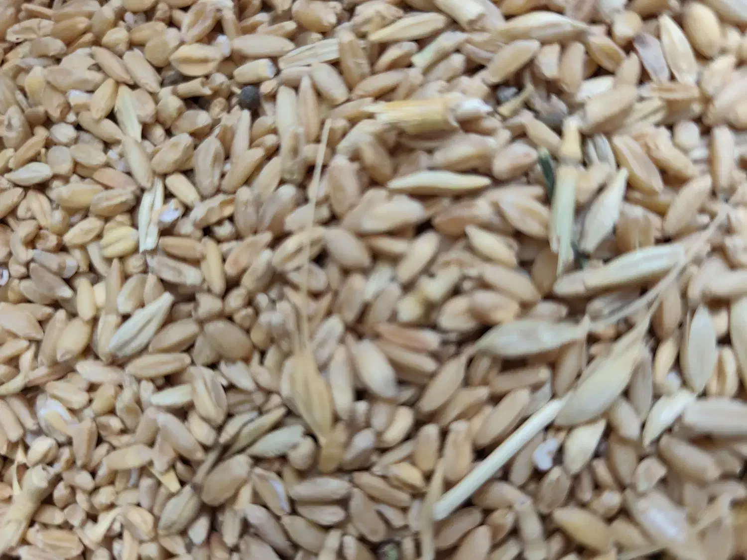 گندم مرغی .فروش ۱۰تنی.|عمدهفروشی|تهران, جوادیه تهرانپارس|دیوار