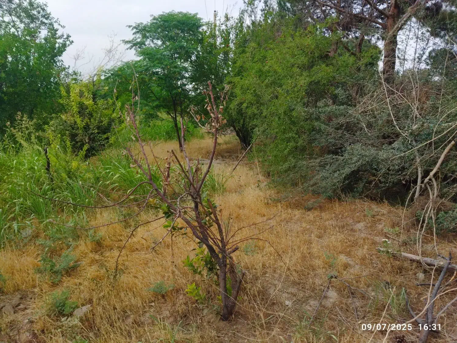 باغ باغچه ۶۵۰ متری نظام آباد خیابان درختی|فروش زمین و ملک کلنگی|اسلام‌شهر, کاشانک|دیوار