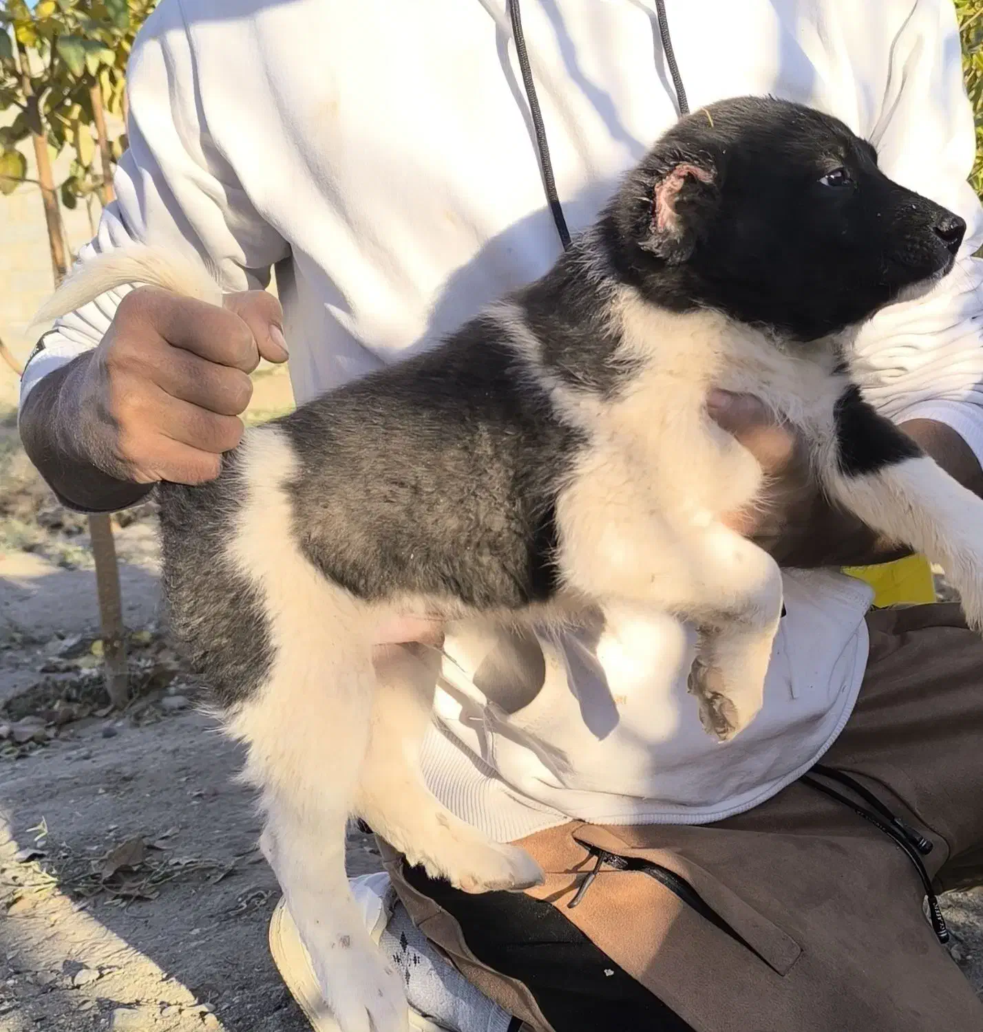 سگ قدر جونی|سگ|سیرجان, |دیوار