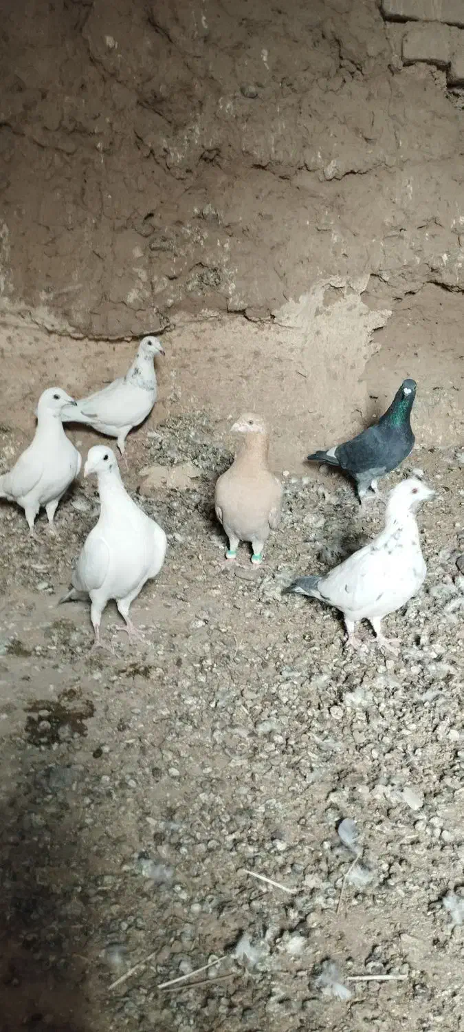 ده تا کبوتر آلمانی پرشی|پرنده|رشتخوار, |دیوار