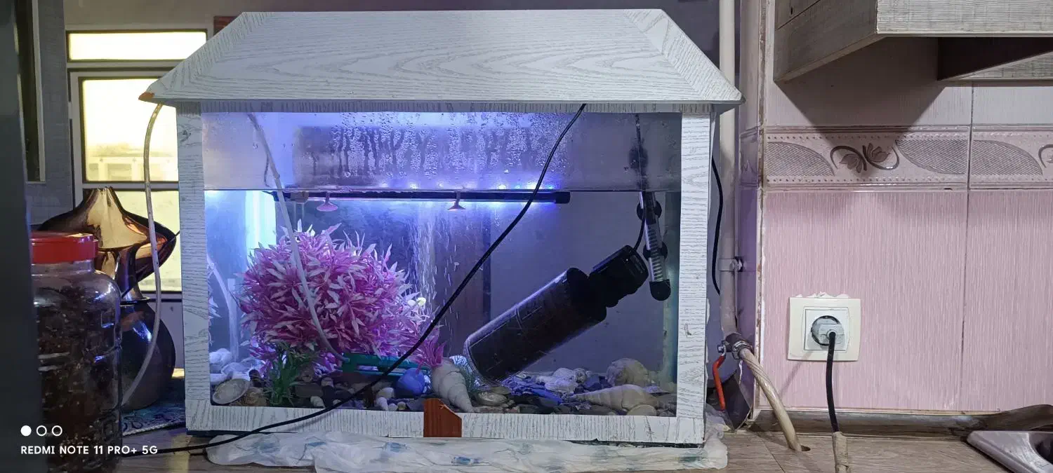 آکواریوم|ماهی|بندرعباس, |دیوار