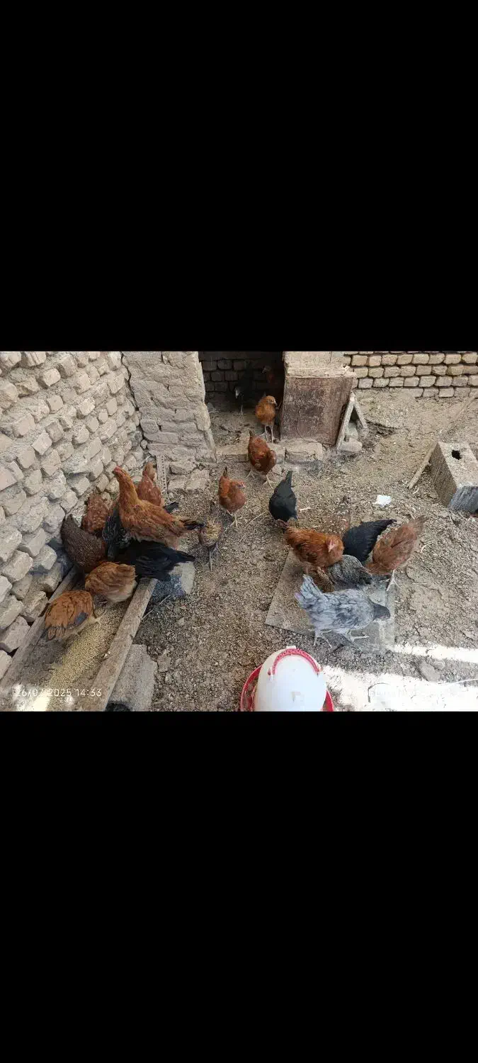 مرغ|حیوانات مزرعه|گناباد, |دیوار