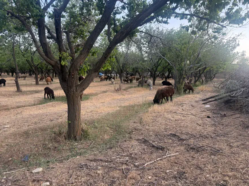 بره و‌گوسفند و میش آبستن  دماوند جاده وادان|حیوانات مزرعه|دماوند, گیلاوند|دیوار
