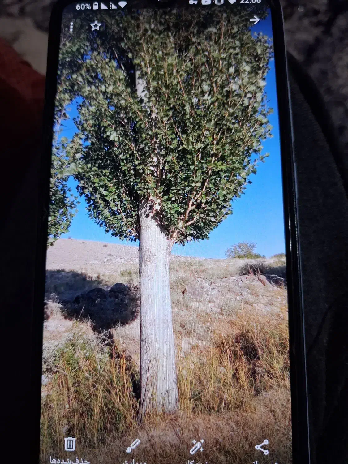 خرید و فروش صنوبر|خدمات باغبانی و درختکاری|مشگین شهر, |دیوار