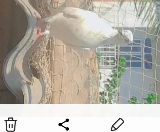 کبوتر|پرنده|سیمین شهر, |دیوار