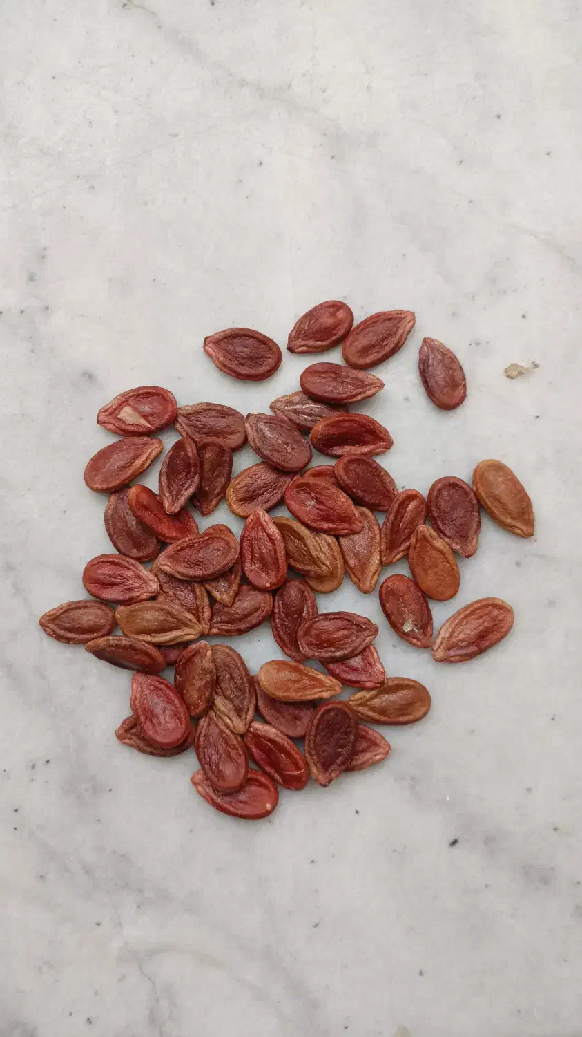 تخم هندوانه|خوردنی و آشامیدنی|جوین, |دیوار