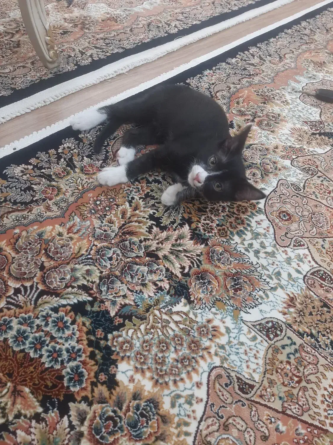 واگذاری رایگان گربه|گربه|نظرآباد, نظرآباد|دیوار