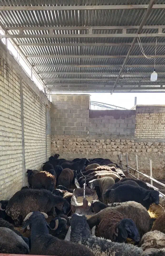 فروش بره نر پرواری چاق|حیوانات مزرعه|ششده و قره بلاغ, |دیوار