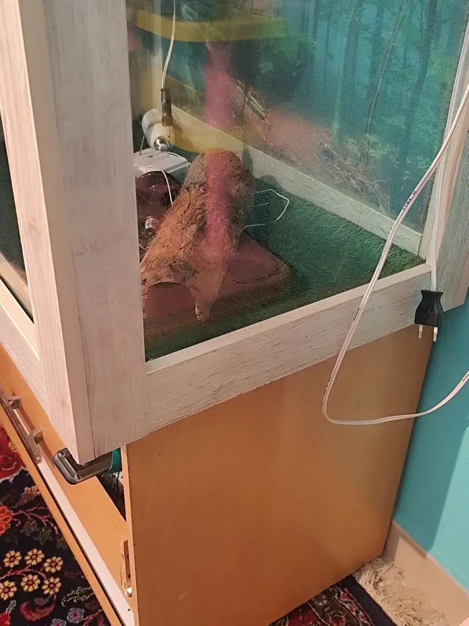 تراریوم خزنده|خزنده|تهران, درکه|دیوار