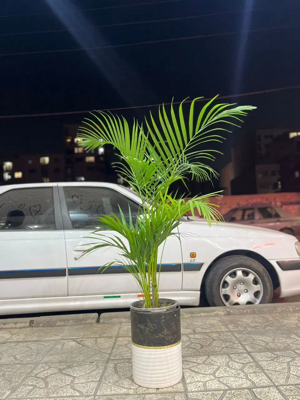 نخل اریکا|گل و گیاه طبیعی|کرج, گلشهر|دیوار