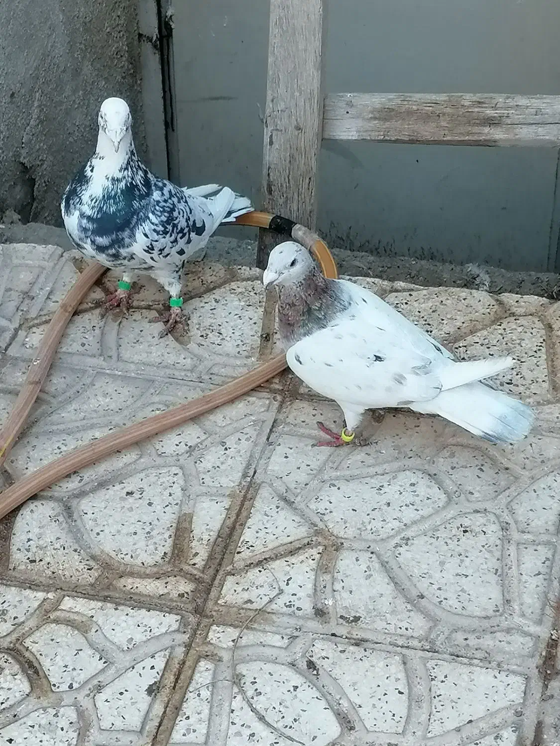 سار کرمونی|پرنده|تربت‌حیدریه, قائم|دیوار