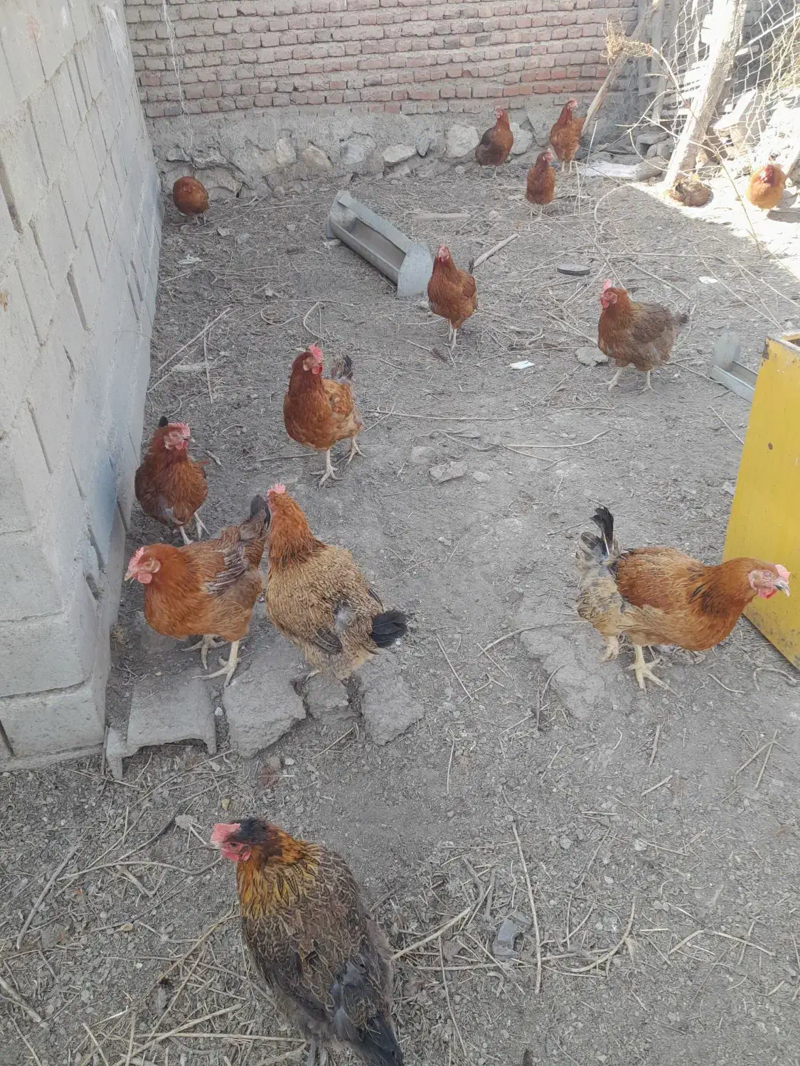 فروش مرغ تخم گذار|حیوانات مزرعه|نقده, |دیوار