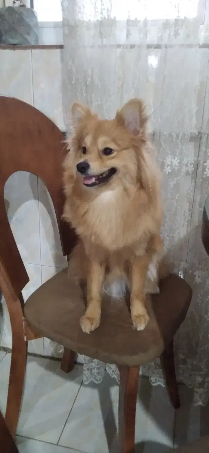 گمشده|سگ|کرج, فاز ۴ مهرشهر|دیوار