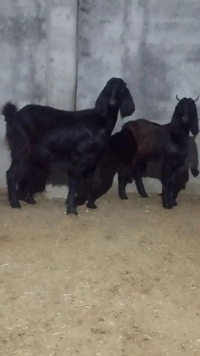 بز جوان با بزغاله ماده اس|حیوانات مزرعه|آق قلا, |دیوار