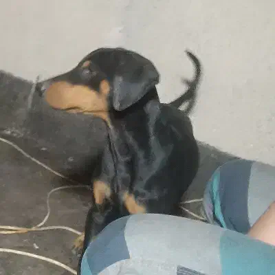 دوبرمن اصیل|سگ|مشهد, احمدآباد|دیوار