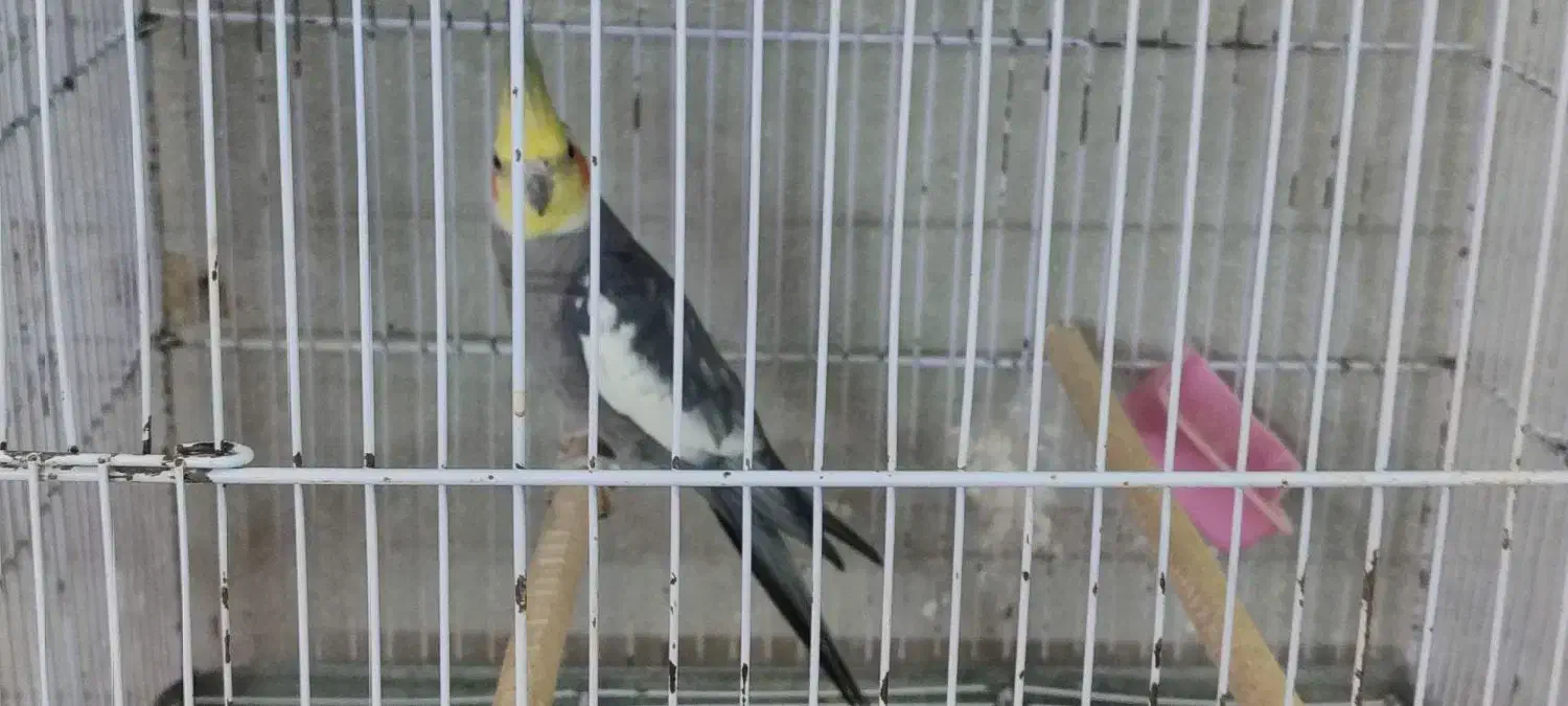 عروس هلندی نر مست سینامون ، ابلغ لوتینو، ماده ابلغ|پرنده|شیراز, سلطان آباد|دیوار