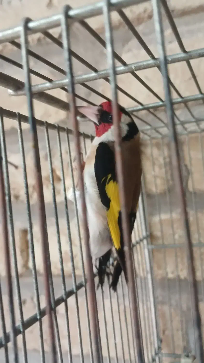 سهره سفید|پرنده|اندیمشک, |دیوار