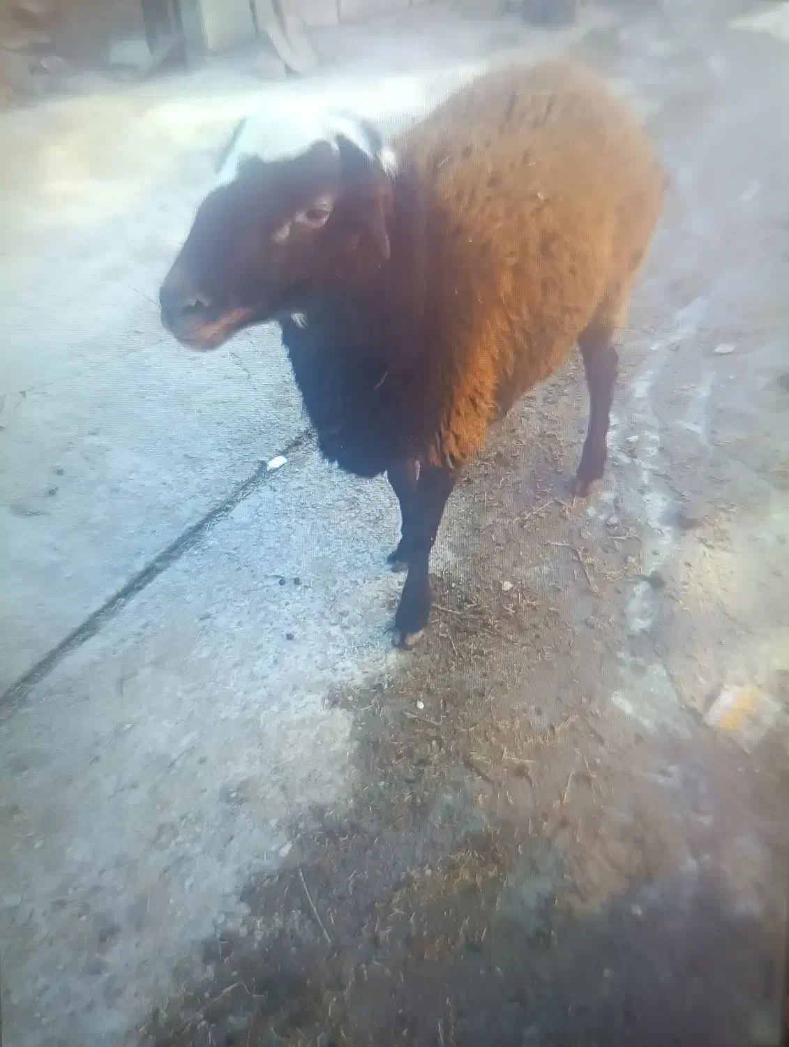 گوسفند نر|حیوانات مزرعه|سامن, |دیوار