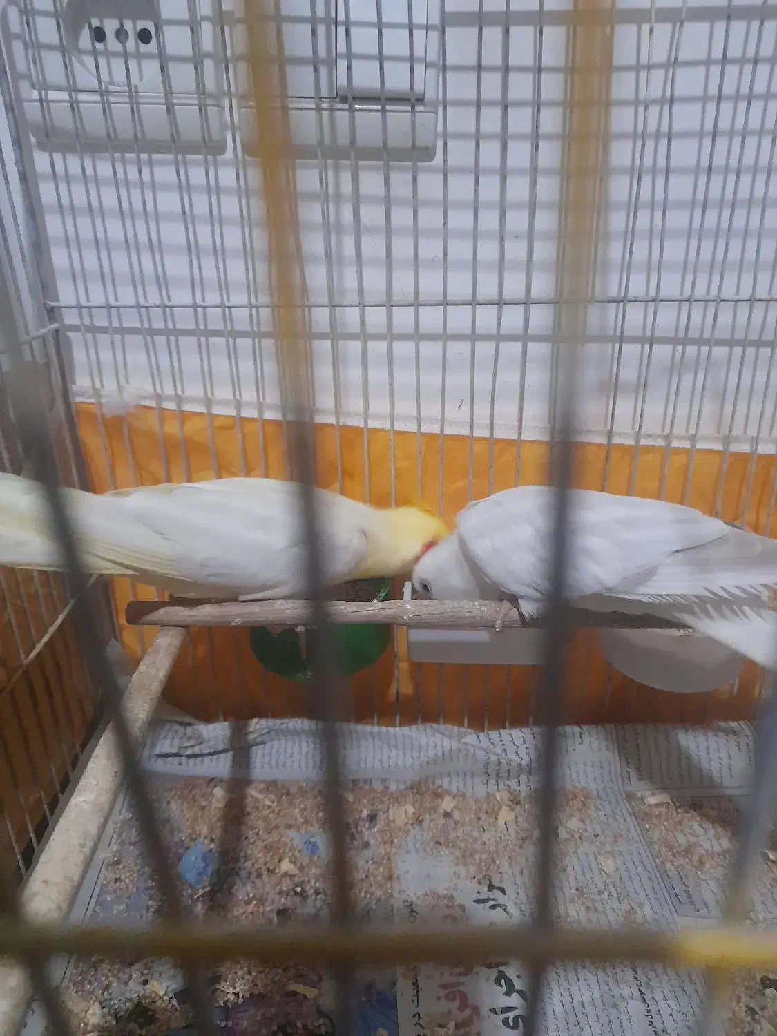 عروس هلندی مولد ب همراه جوجه|پرنده|خرم‌آباد (تنکابن), |دیوار