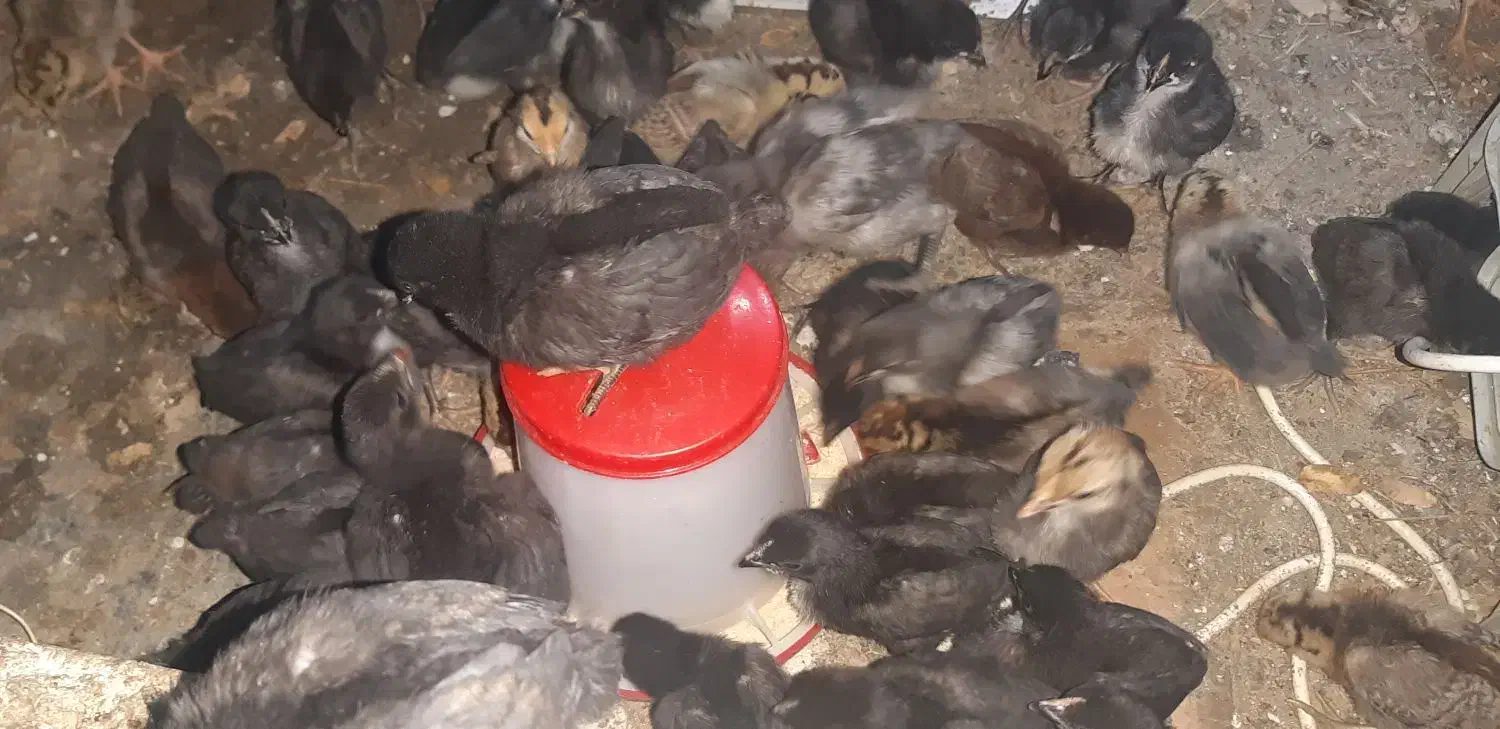 جوجه نیمچه گلین مرغ عربی|حیوانات مزرعه|باوی, |دیوار