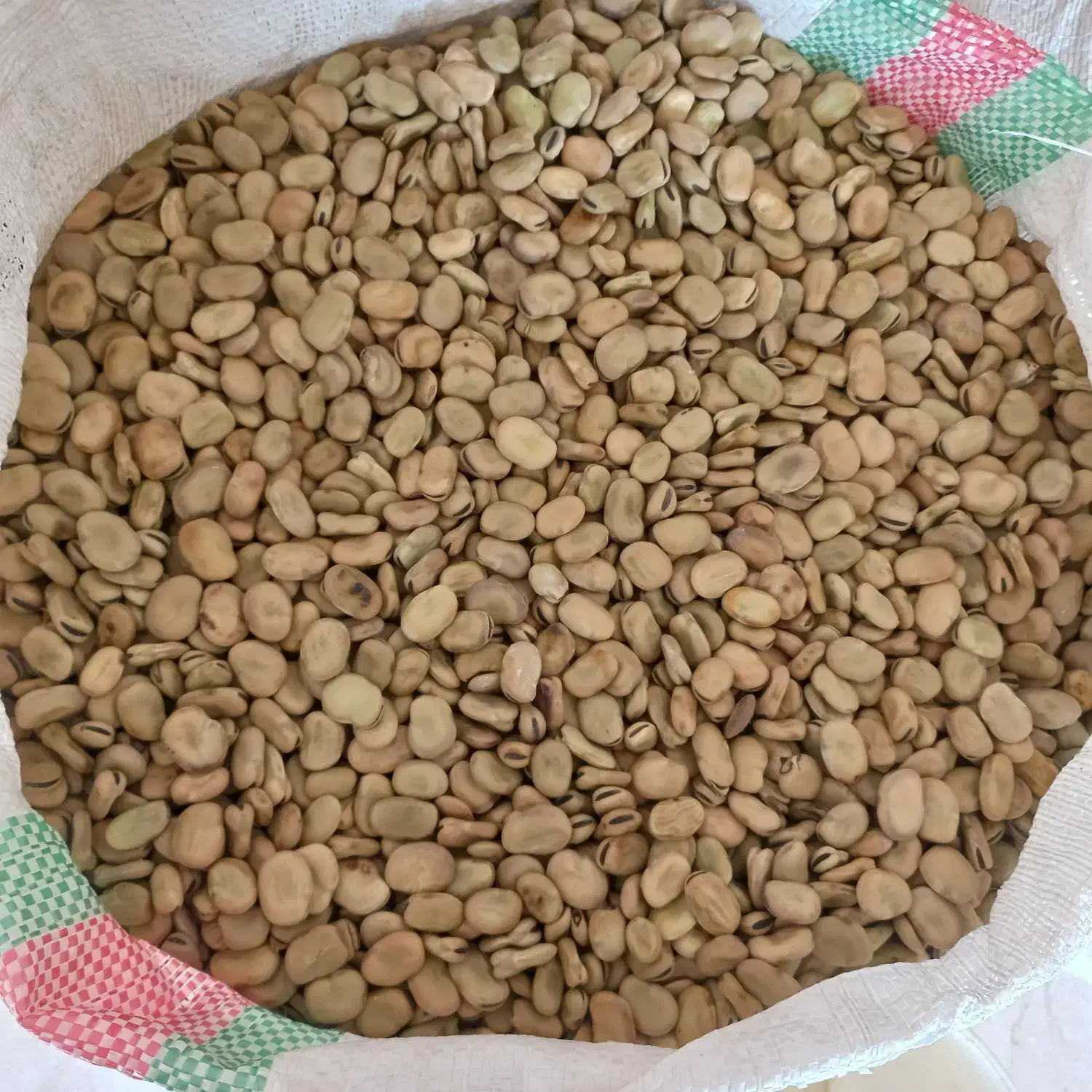 باقلای خشک|خوردنی و آشامیدنی|نوکنده, |دیوار