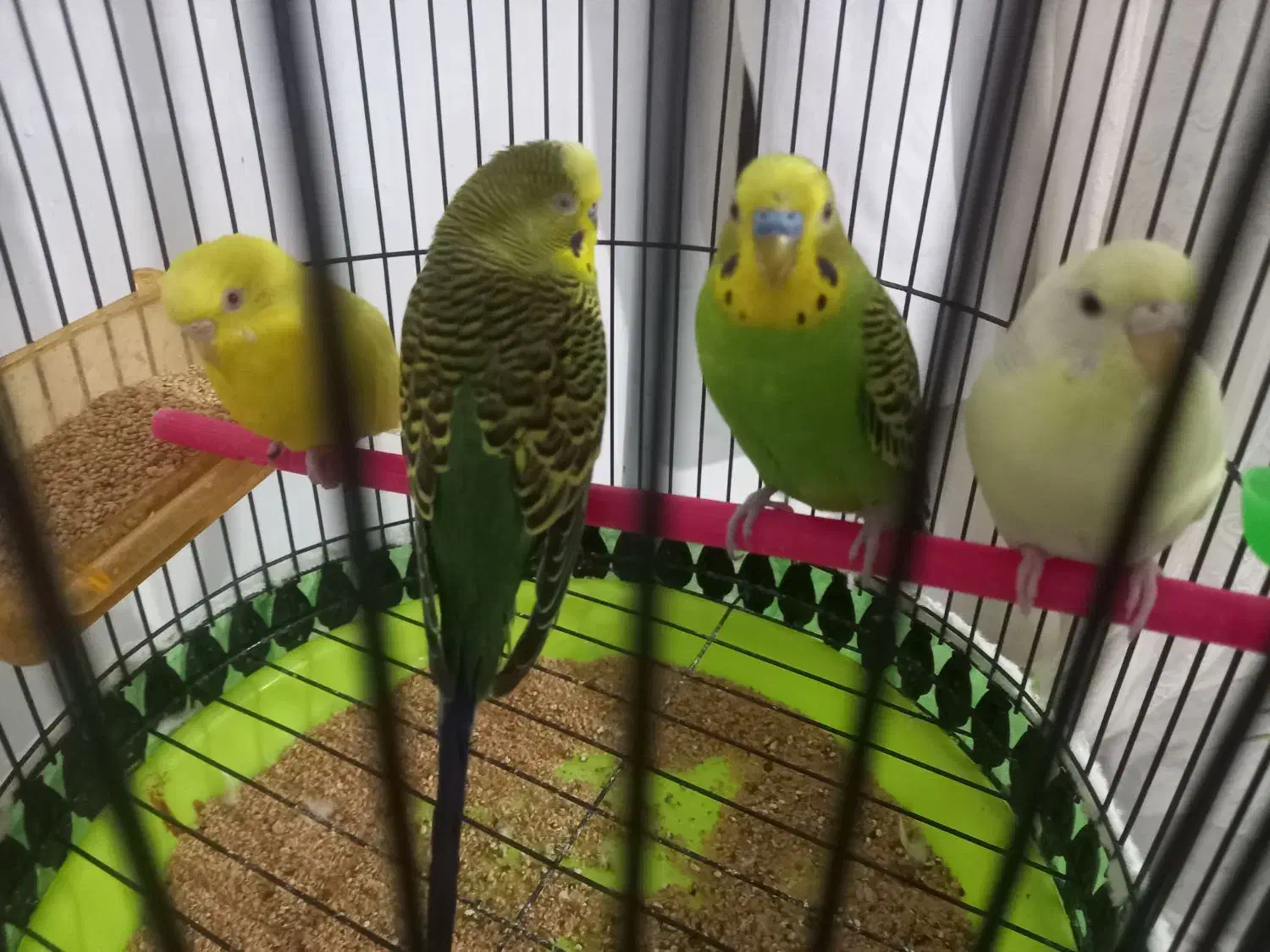 کوتوله و مر غ عشق|پرنده|بیرجند, |دیوار