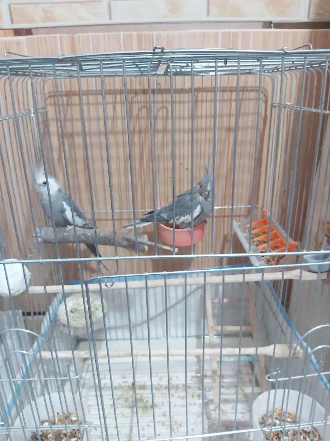 لباس عروس هلندی|لباس|زاهدان, |دیوار