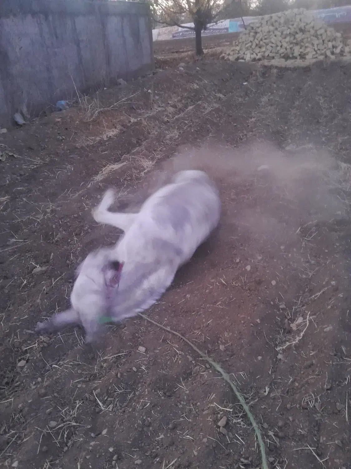 الاغ شازند و کاه یونجه|حیوانات مزرعه|شازند, |دیوار