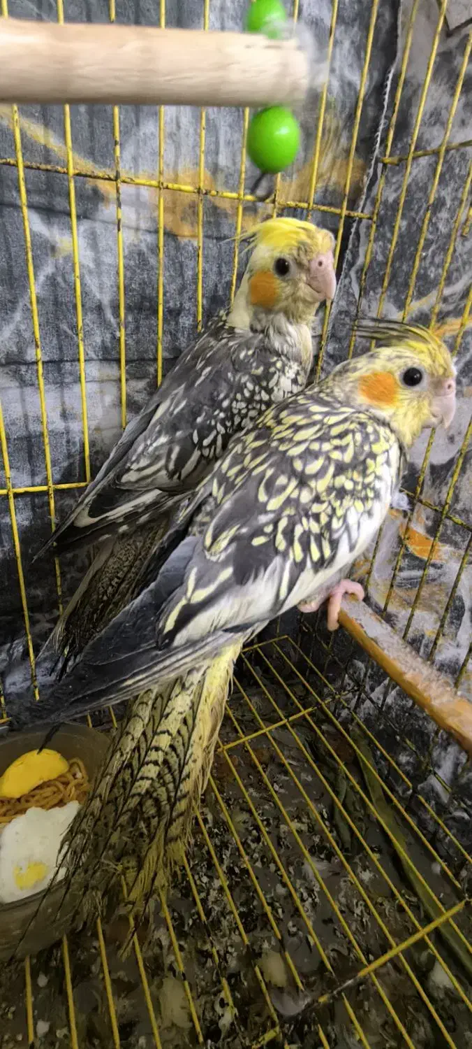 عروس هلندی سرحال|پرنده|شوش, |دیوار