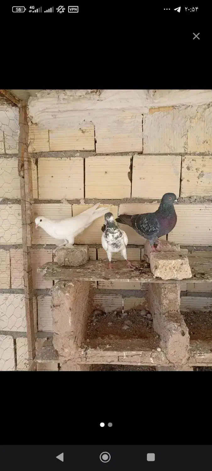 کفتر|پرنده|مرند, |دیوار