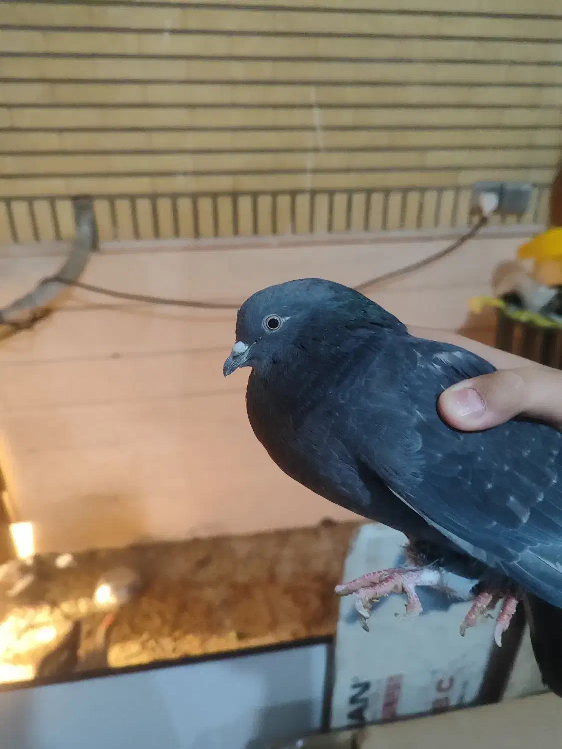 کفتر|پرنده|قم, شهرک امام حسن|دیوار